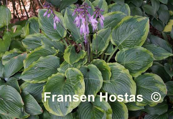 Hosta Key Lime Pie